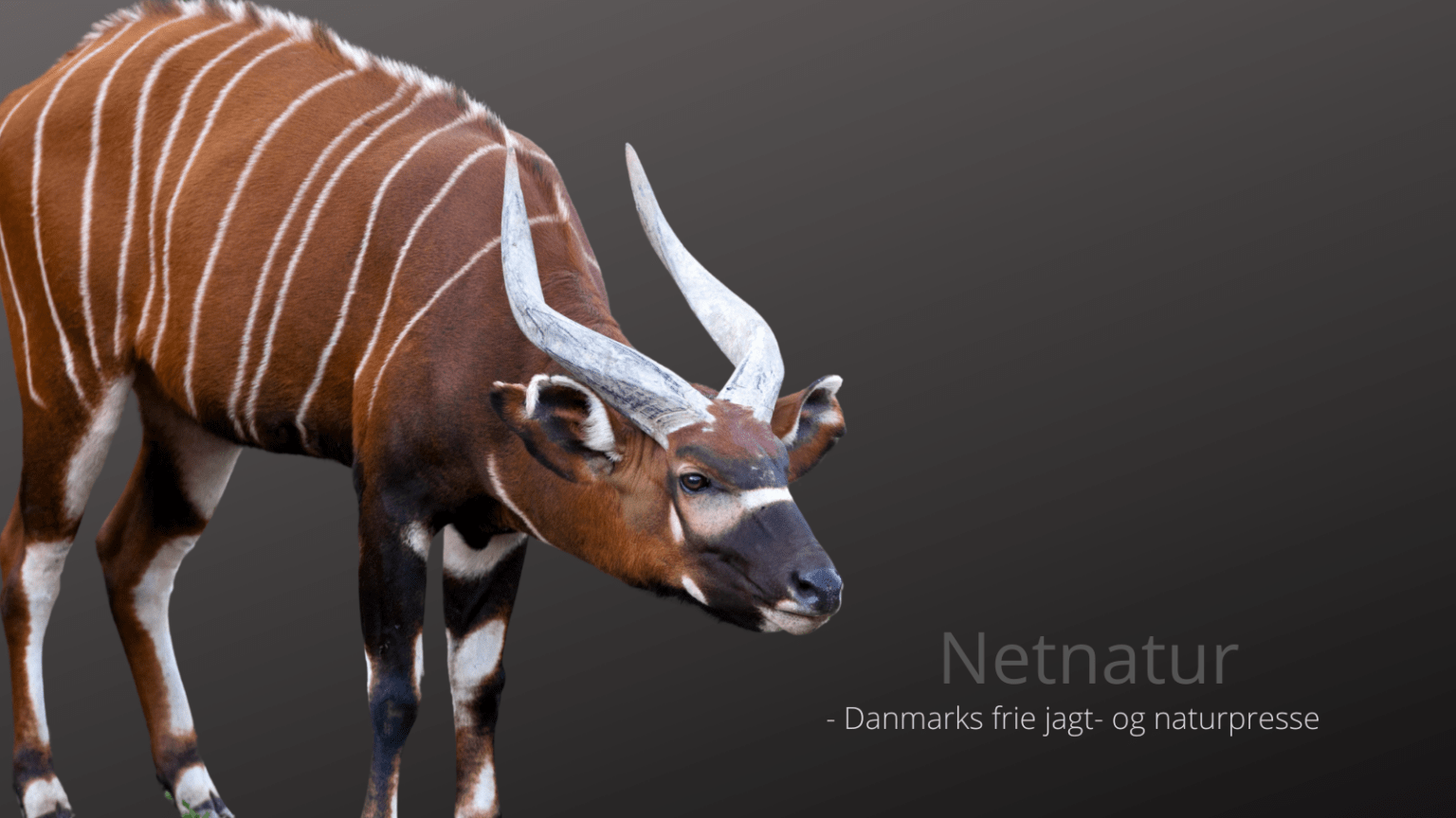 Bongo