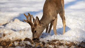 Skal vi fodre råvildtet – eller lade naturen gå sin gang?