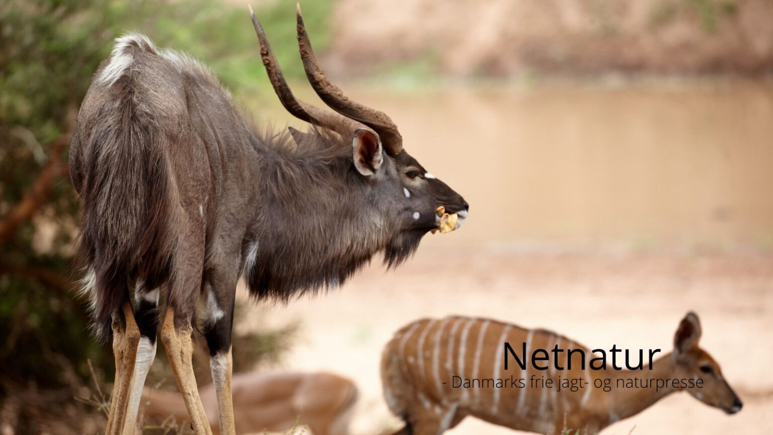 Nyala