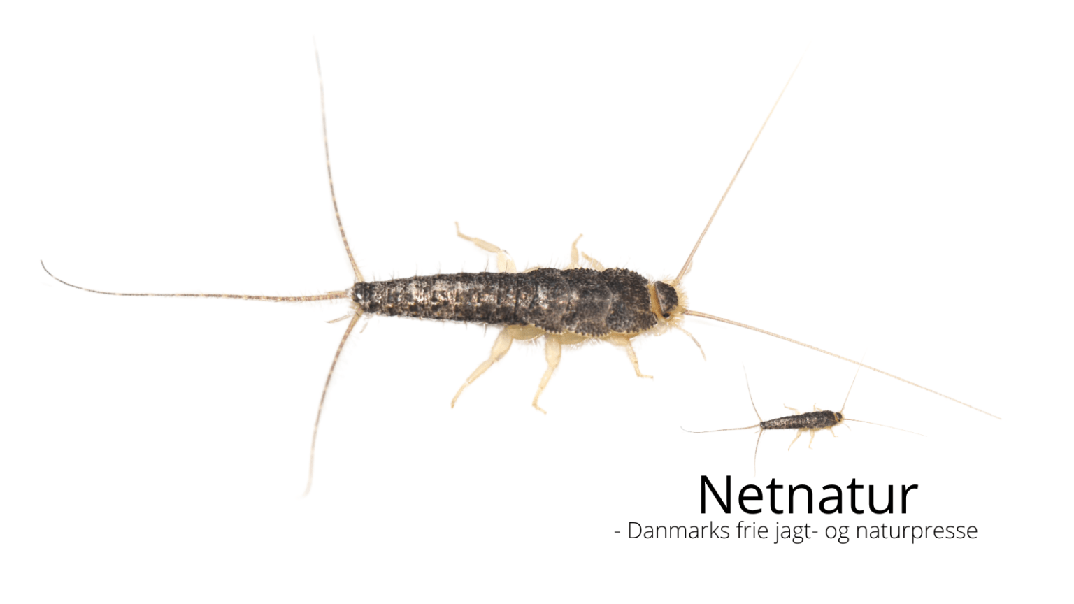 Sådan slipper du af med skægkræ og sølvfisk