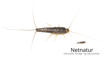 Sådan slipper du af med skægkræ og sølvfisk