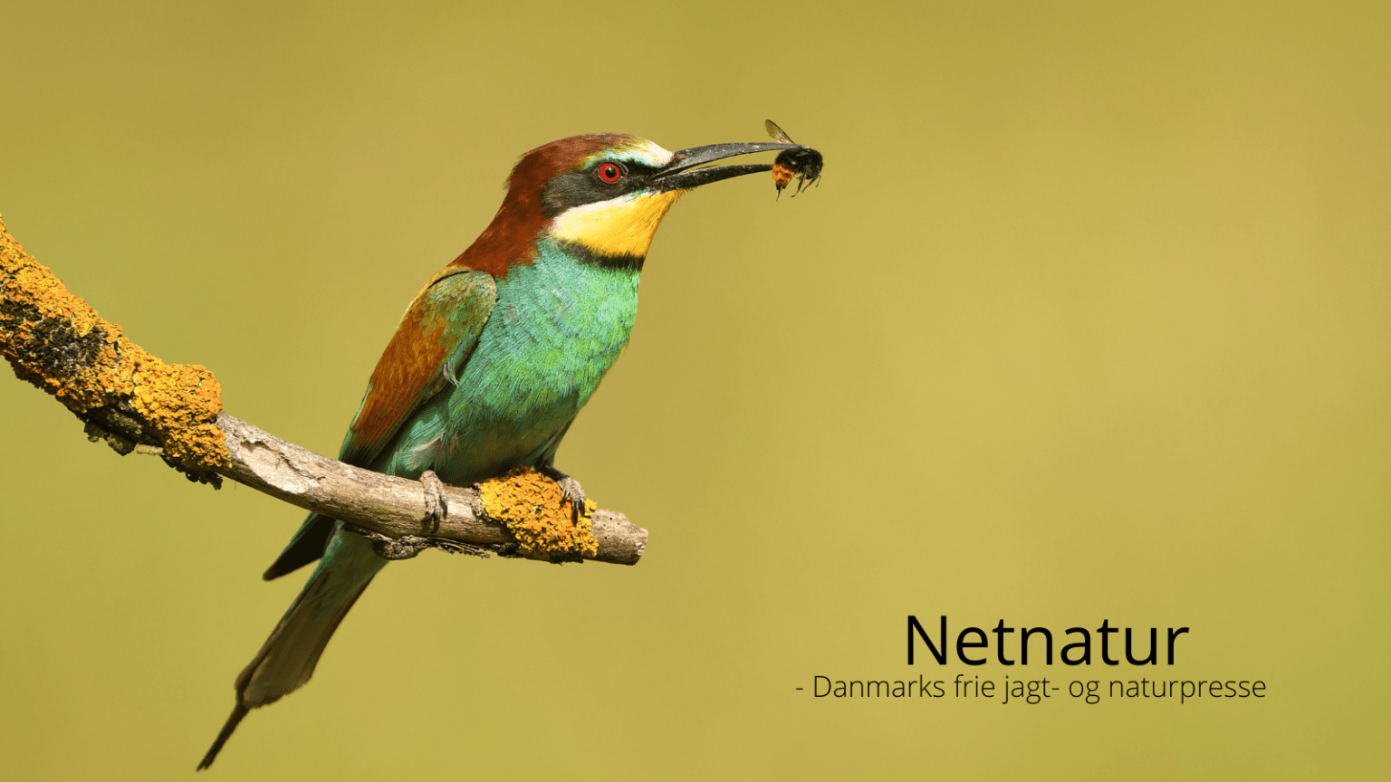 Biæder: Din grønne juvel