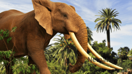 Trofæer skal tages, når de topper Trofæer skal tages, når de topper