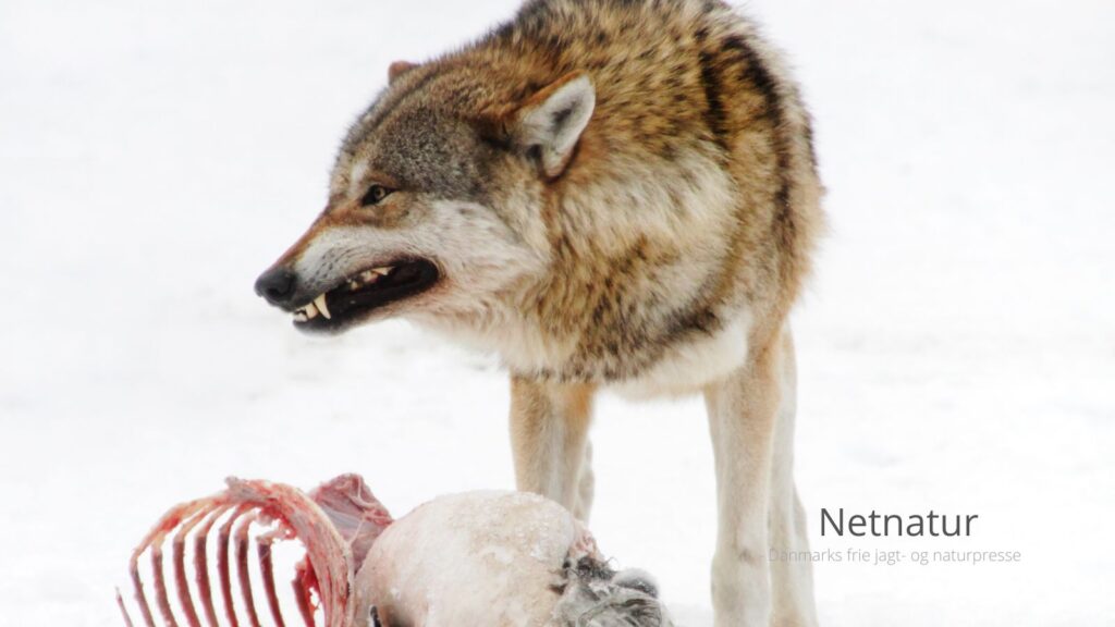 Befolkning advares imod hjortekød