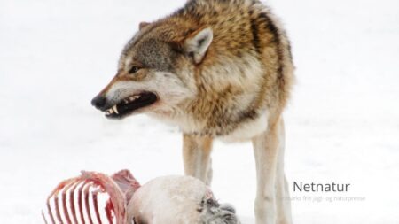 Befolkning advares imod hjortekød