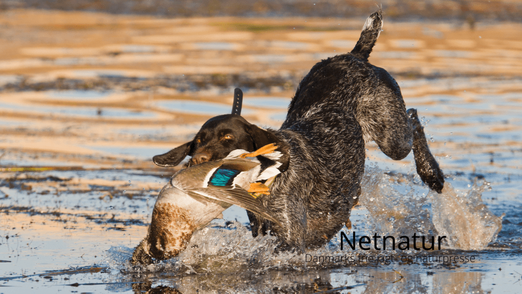 Sådan tager du bedre billeder