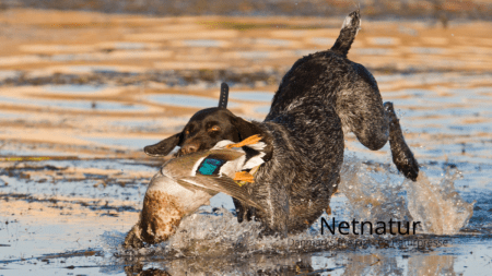 Sådan tager du bedre billeder