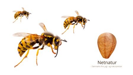 Sådan slipper du for hvepse – med garanti!