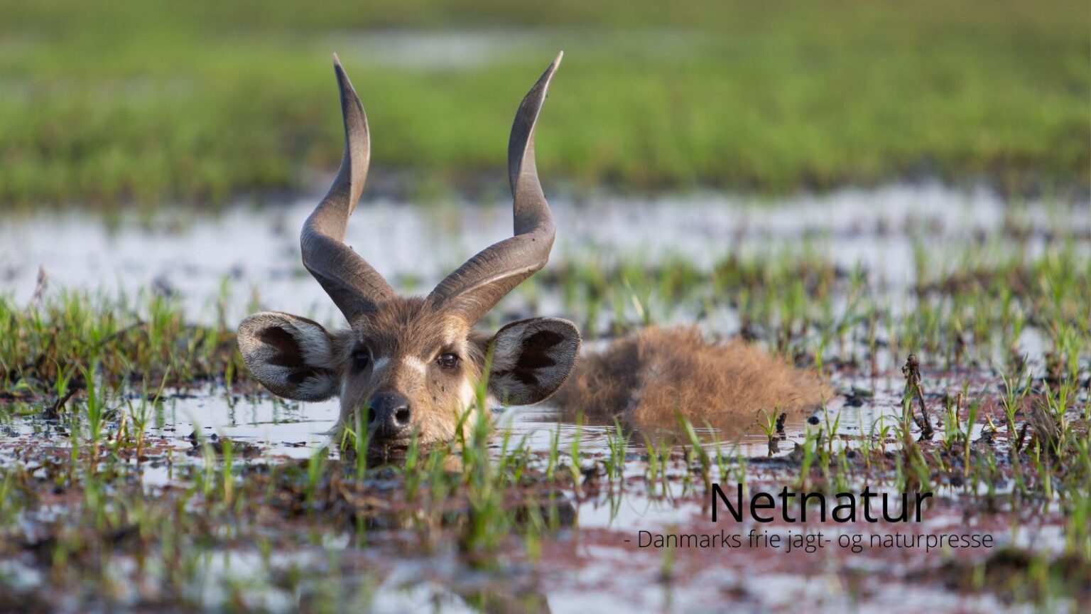 Sitatunga