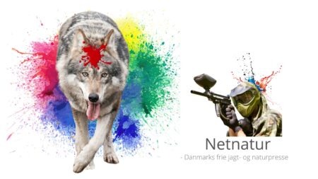 Dyrenes Beskyttelse: Ulve skal skydes med paintballkugler