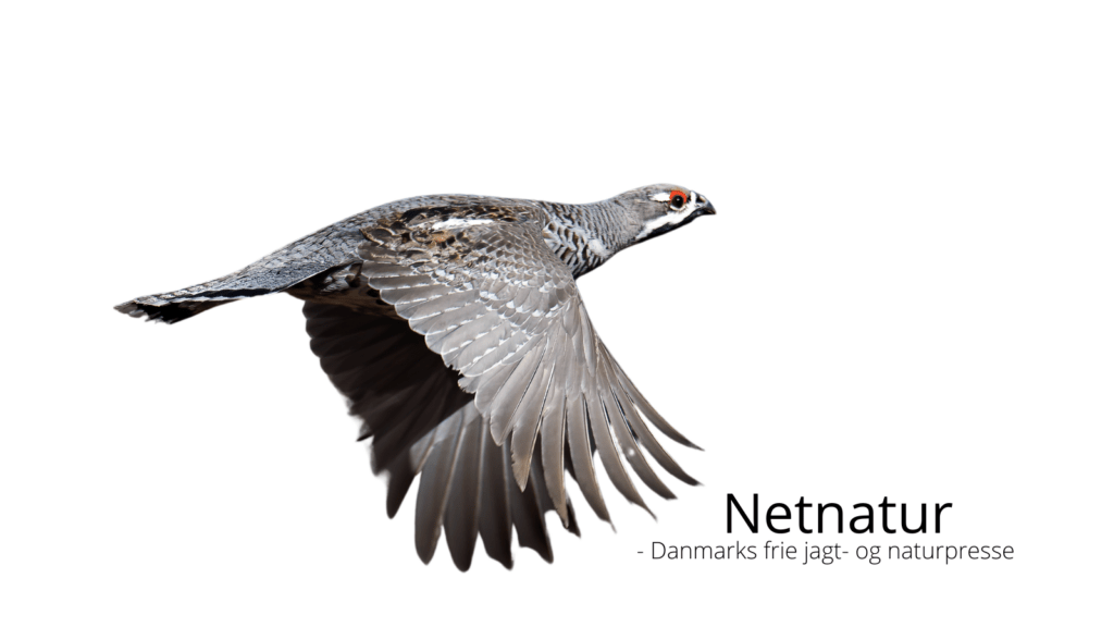 Hjerpen – den oversete skovfugl