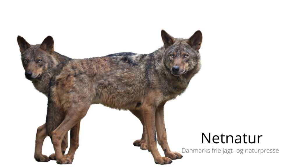 Højere straf for at skyde ulve er et skridt frem og to tilbage Højere straf for at skyde ulve er et skridt frem og to tilbage