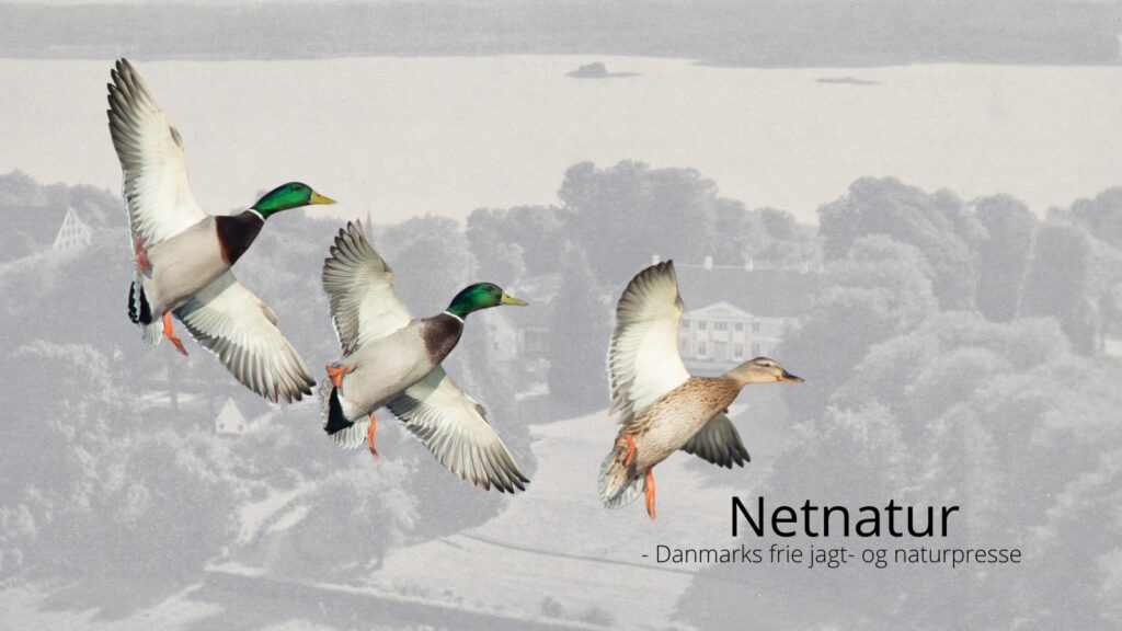 Jagtformand imod kvinder på jagt