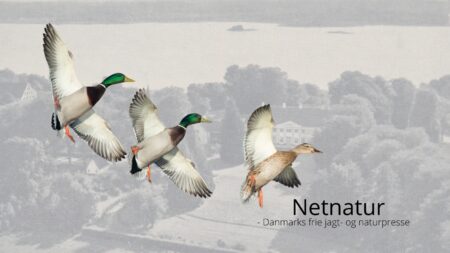 Jagtformand imod kvinder på jagt