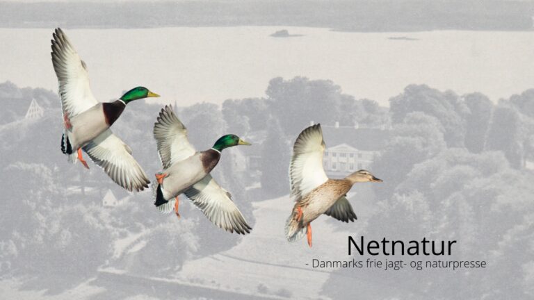 Jagtformand imod kvinder på jagt