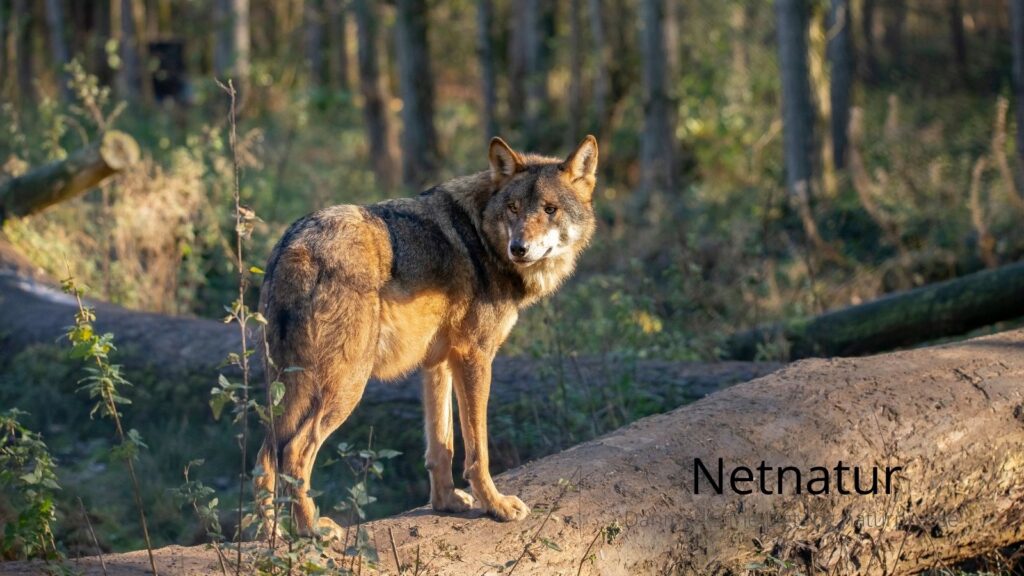 Svar til Ole Pedersen, Foreningen Ulvetid