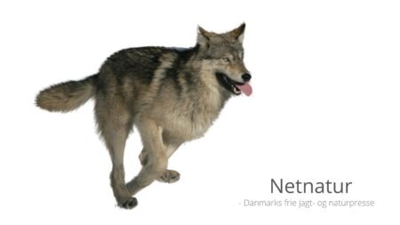 Rekordstor afskydning af ulve