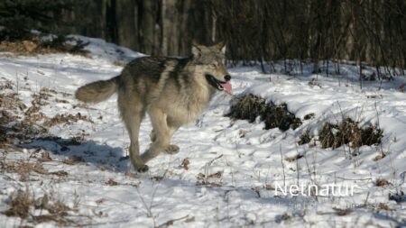 Ulv fulgte efter pige, men ifølge ekspert havde den blot mistet orienteringen