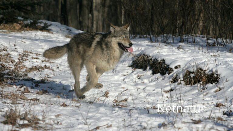Ulv fulgte efter pige, men ifølge ekspert havde den blot mistet orienteringen