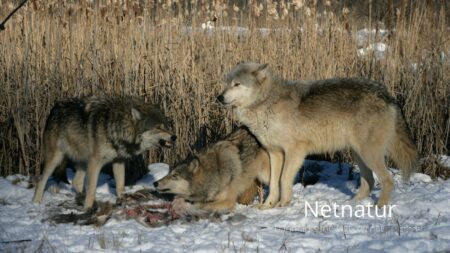 Nedlægger ulvene for mange unge krondyr?