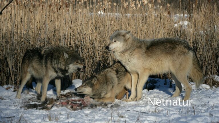 Nedlægger ulvene for mange unge krondyr?