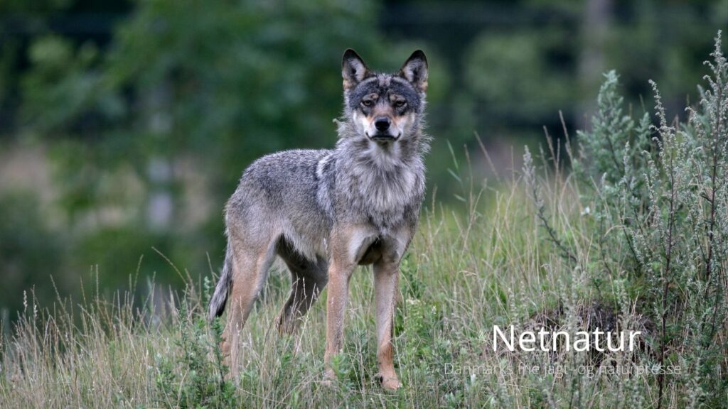 Læserbrev: Politikere anvender myter om ulve Læserbrev: Politikere anvender myter om ulve