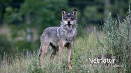 Læserbrev: Politikere anvender myter om ulve