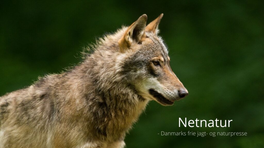 To hunde formodes dræbt af ulve