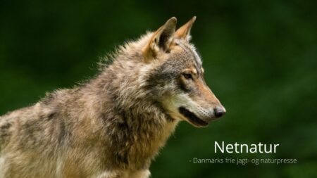 To hunde formodes dræbt af ulve