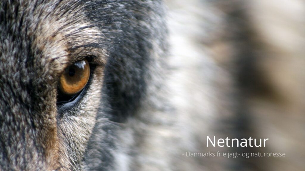 Nu kan der ansøges om regulering af problem-ulv