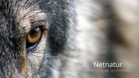 Nu kan der ansøges om regulering af problem-ulv Nu kan der ansøges om regulering af problem-ulv