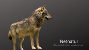 Ulvejagt i Polen anno 1990