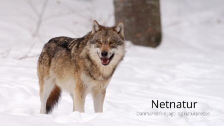 Jægere og antijagtgrupper i strid om ulvebeskyttelse