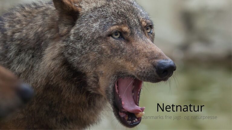 Erstatning for hund angrebet af ulv