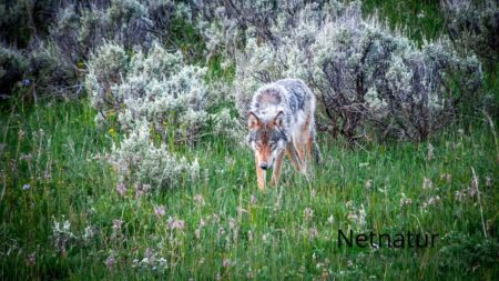 Er jægerne ikke dygtige nok til at skyde ulve?