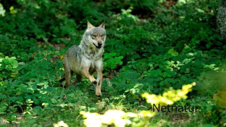 Seks årig dreng er angrebet - mistanke om ulv ...