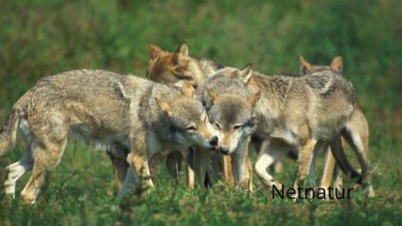 44 danske ulvehvalpe i 2025