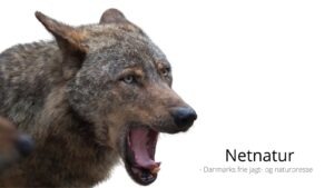 Læserbrev: Forstå det nu - de danske ulve bliver skudt