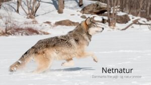 Jæger skød ulv for at forsvare sin hund