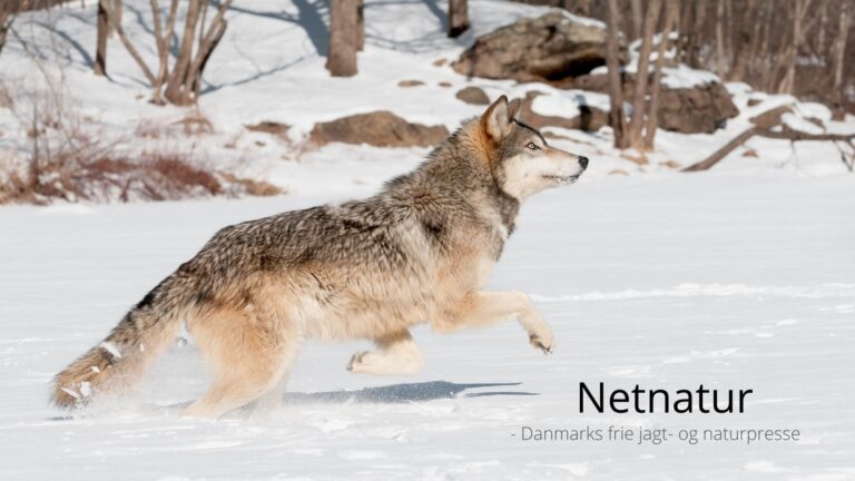 Jæger skød ulv for at forsvare sin hund