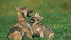 Myndighederne: Nej til ulve på Sjælland