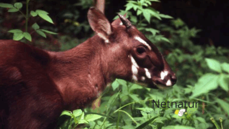 Kan den mytiske saola reddes fra udrydelse