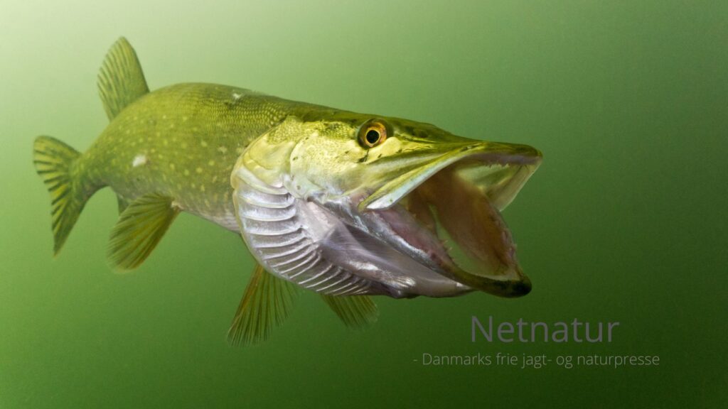 Gedde: Hvor stor skal den være?