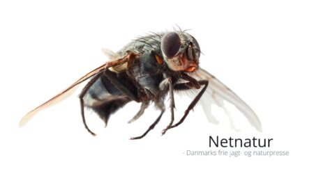 Stuefluen - en møgspreder blandt insekter