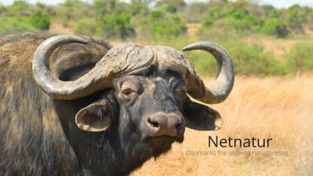 EU bør skrotte trofæimport-forbud