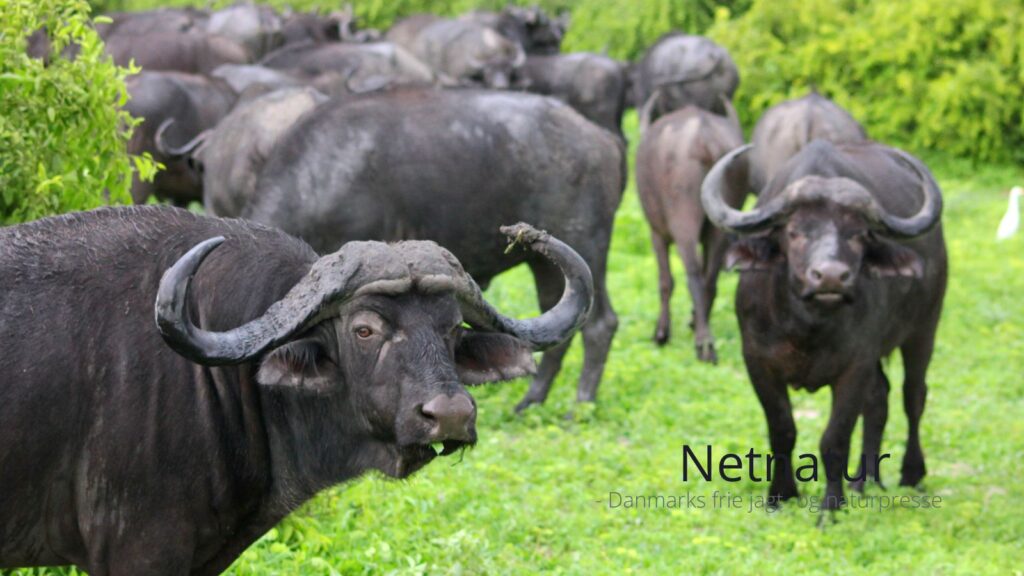 Safarioperatører passer bedre på vildtet end nationalparker