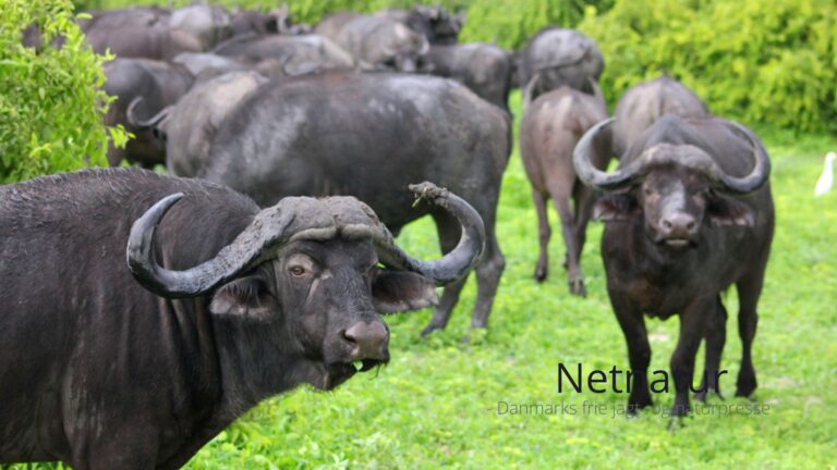 Safarioperatører passer bedre på vildtet end nationalparker