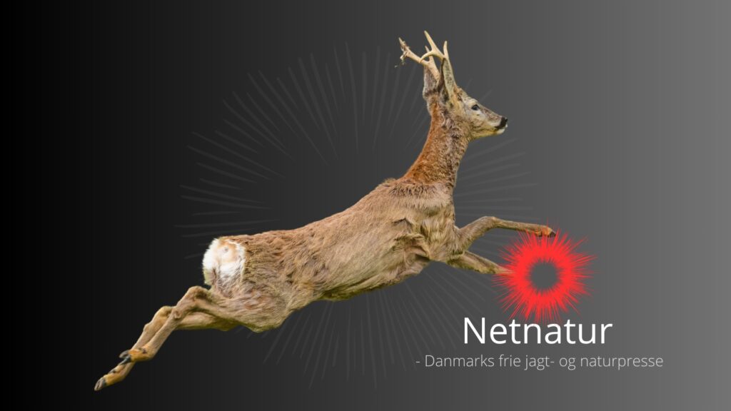 Kan dyr dø i knaldet?