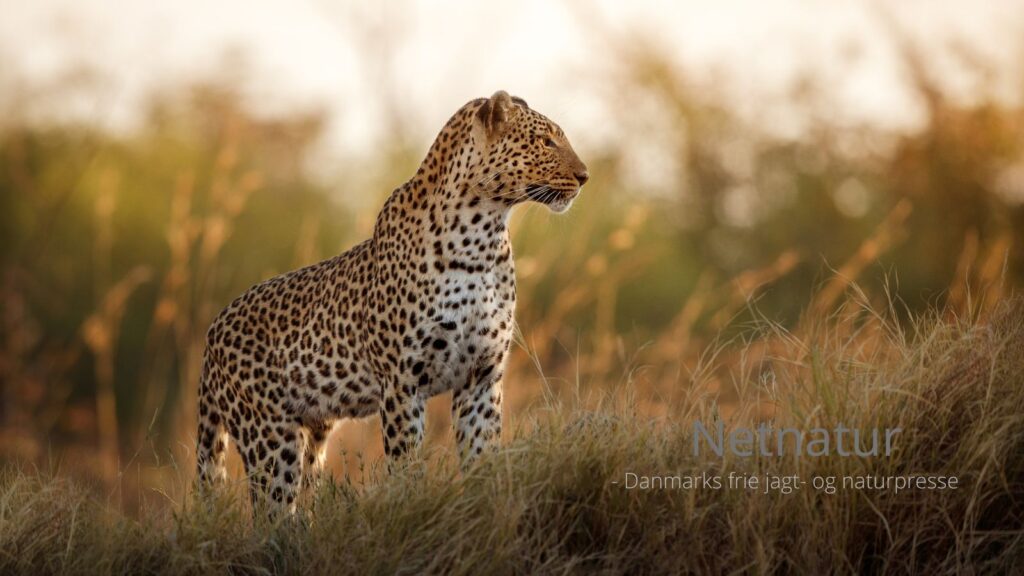 Leopard: Trofæjagt og vurdering af betydning