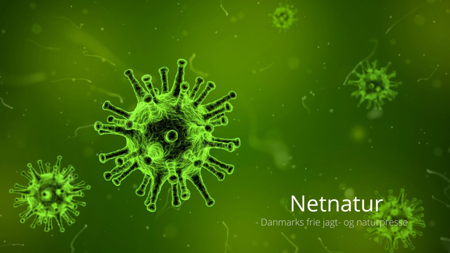 RS-virus og spædbørn